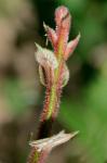 Actinidia chinensis Planch.