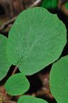 Actinidia chinensis Planch.