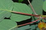 Actinidia chinensis Planch.