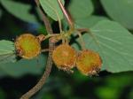 Actinidia chinensis Planch.