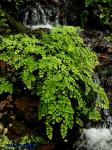 Adiantum capillus-veneris L.
