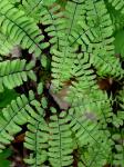 Adiantum pedatum L.