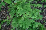 Adiantum pedatum L.