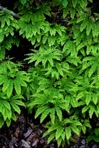 Adiantum pedatum L.