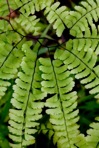 Adiantum pedatum L.