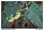 Aeschynomene virginica (L.) B.S.P.