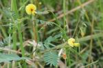 Aeschynomene virginica (L.) B.S.P.