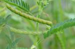 Aeschynomene virginica (L.) B.S.P.