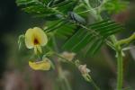 Aeschynomene virginica (L.) B.S.P.