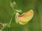 Aeschynomene virginica (L.) B.S.P.