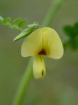 Aeschynomene virginica (L.) B.S.P.