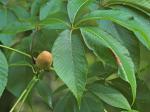 Aesculus flava Solander