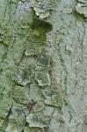 Aesculus flava Solander
