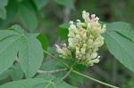 Aesculus flava Solander