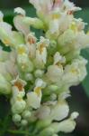 Aesculus flava Solander