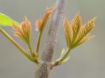 Aesculus flava Solander
