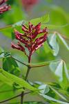 Aesculus pavia L. var. pavia