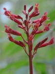 Aesculus pavia L. var. pavia