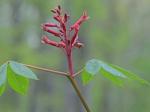 Aesculus pavia L. var. pavia