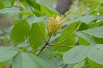 Aesculus sylvatica Bartr.