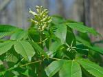 Aesculus sylvatica Bartr.