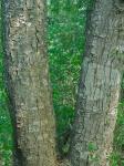Aesculus sylvatica Bartr.