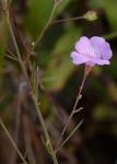 Agalinis decemloba (Greene) Pennell