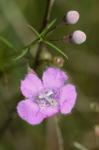 Agalinis decemloba (Greene) Pennell