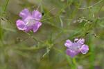 Agalinis decemloba (Greene) Pennell