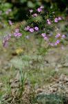Agalinis decemloba (Greene) Pennell