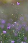 Agalinis decemloba (Greene) Pennell