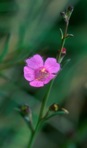 Agalinis maritima (Raf.) Raf. var. maritima