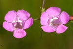 Agalinis purpurea (L.) Pennell