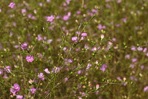 Agalinis purpurea (L.) Pennell