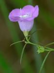 Agalinis purpurea (L.) Pennell