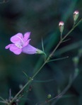 Agalinis purpurea (L.) Pennell