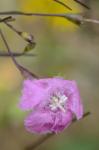 Agalinis setacea (J.F. Gmel.) Raf.