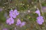 Agalinis setacea (J.F. Gmel.) Raf.