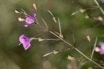 Agalinis tenuifolia (Vahl) Raf.