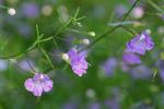 Agalinis tenuifolia (Vahl) Raf.