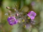 Agalinis tenuifolia (Vahl) Raf.