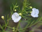 Agalinis tenuifolia (Vahl) Raf.