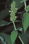 Agastache nepetoides (L.) Kuntze