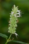 Agastache nepetoides (L.) Kuntze