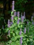 Agastache rugosa (Fisch. & C.A. Meyer) Kuntze