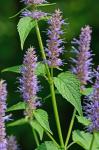 Agastache rugosa (Fisch. & C.A. Meyer) Kuntze