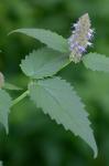 Agastache rugosa (Fisch. & C.A. Meyer) Kuntze