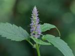 Agastache rugosa (Fisch. & C.A. Meyer) Kuntze