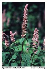 Agastache scrophulariifolia (Willd.) Kuntze