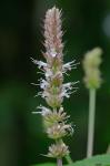 Agastache scrophulariifolia (Willd.) Kuntze
